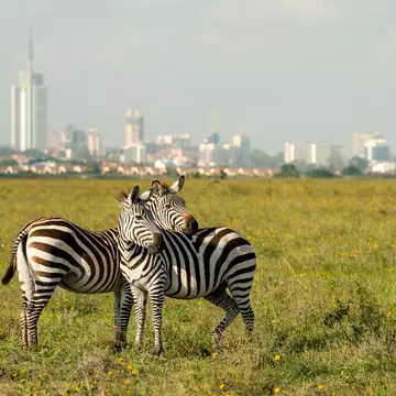 Two zebras stand together in a national park in Kenya, with a city skyline in the distance.