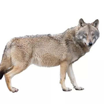 She-wolf isolated on white background., License Type: media, Download Time: 2025-12-02T17:28:21.000Z, User: mvm_lonelyplanet, Editorial: false, purchase_order: 56530 - Guidebooks, job: Experience Canada 1, client: Global Publishing-WIP, other: Virginia Moreno