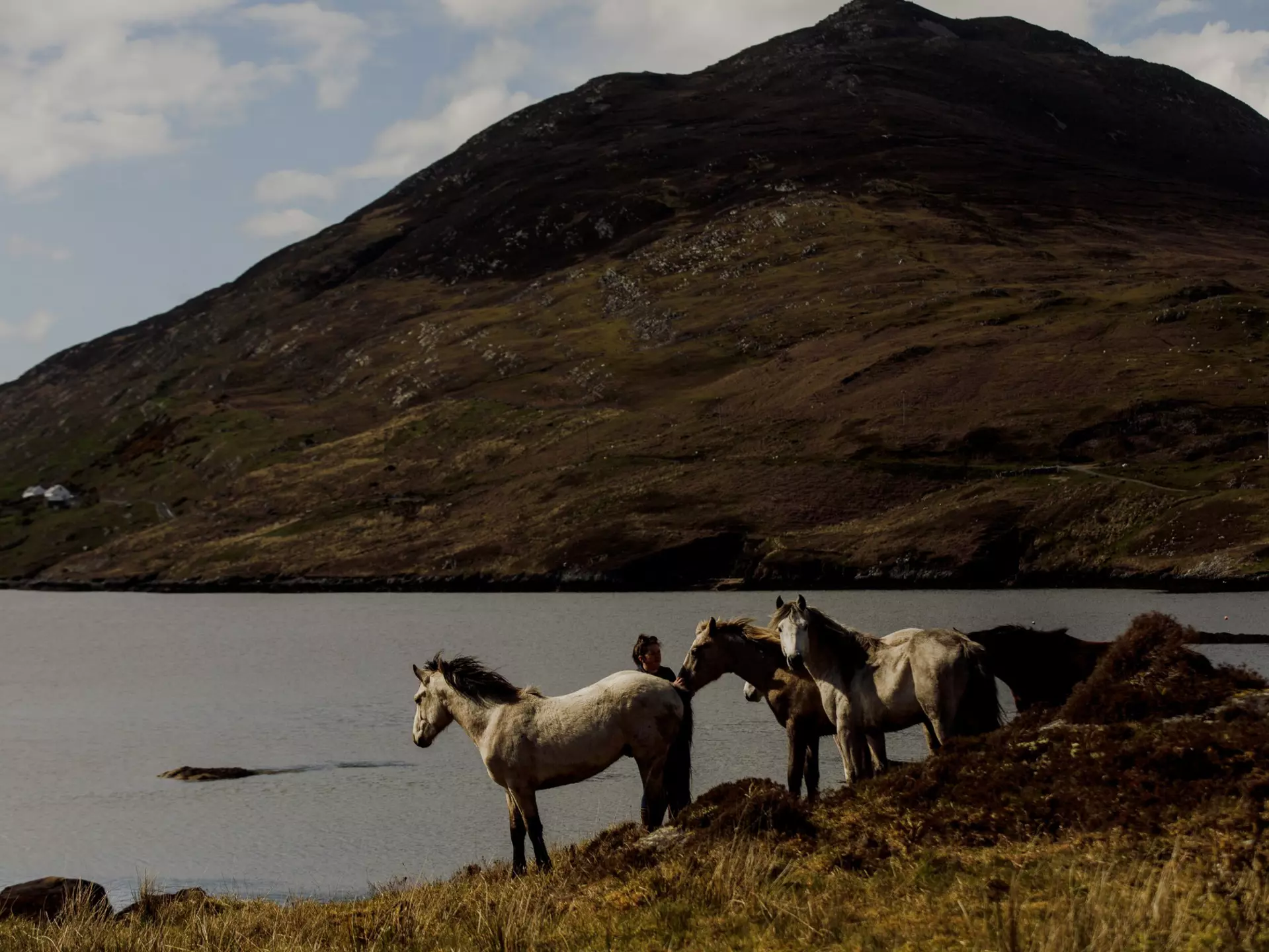 Connemara ponies in County Galway, Ireland. Robert Ormerod for Lonely Planet