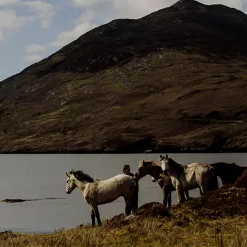 Connemara ponies in County Galway, Ireland. Robert Ormerod for Lonely Planet