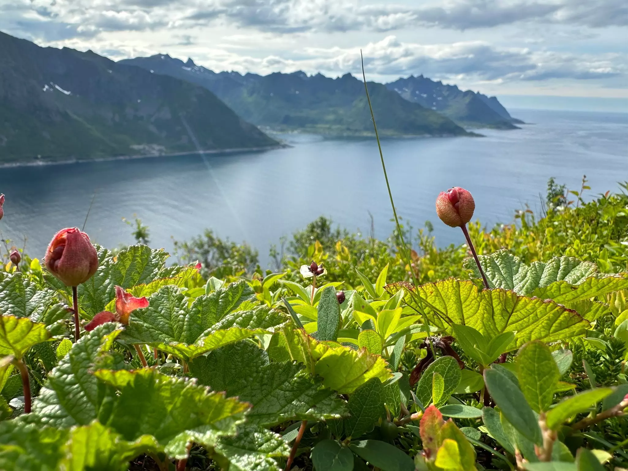 Cloudberries Norway landscape mountains outdoor