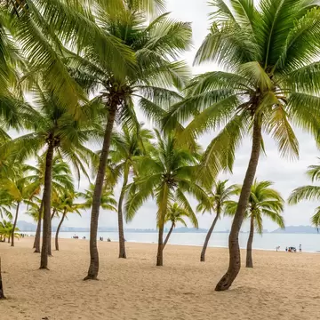 View of palm trees by the beach in Sanya, China.