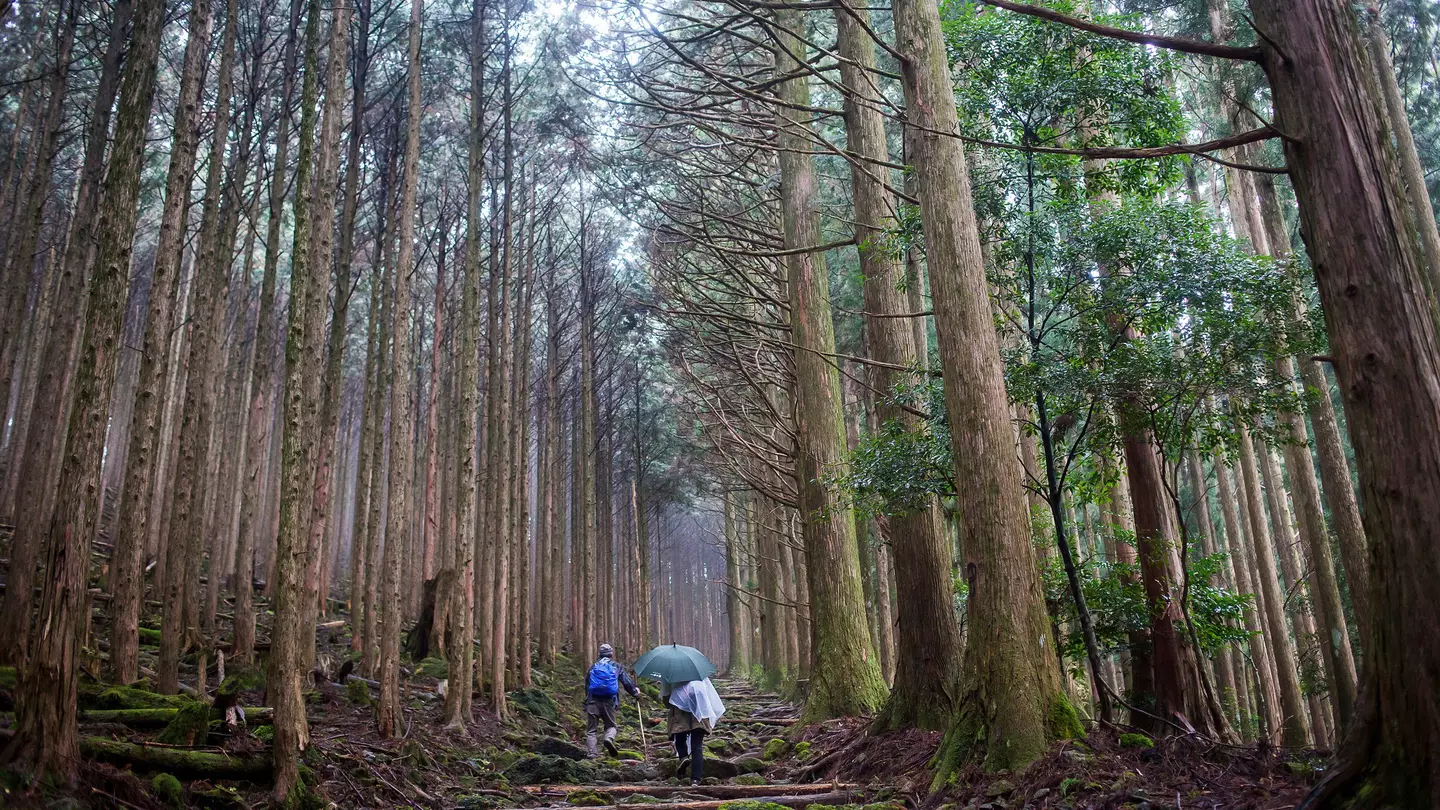 Walkers on the Kumano Kodō in the Kii Peninsula