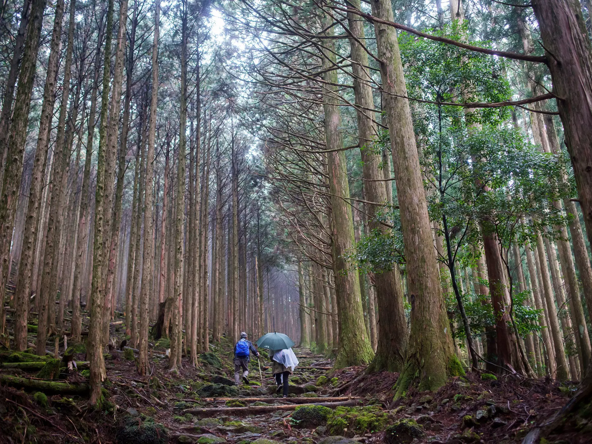 Walkers on the Kumano Kodō in the Kii Peninsula