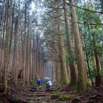 Walkers on the Kumano Kodō in the Kii Peninsula