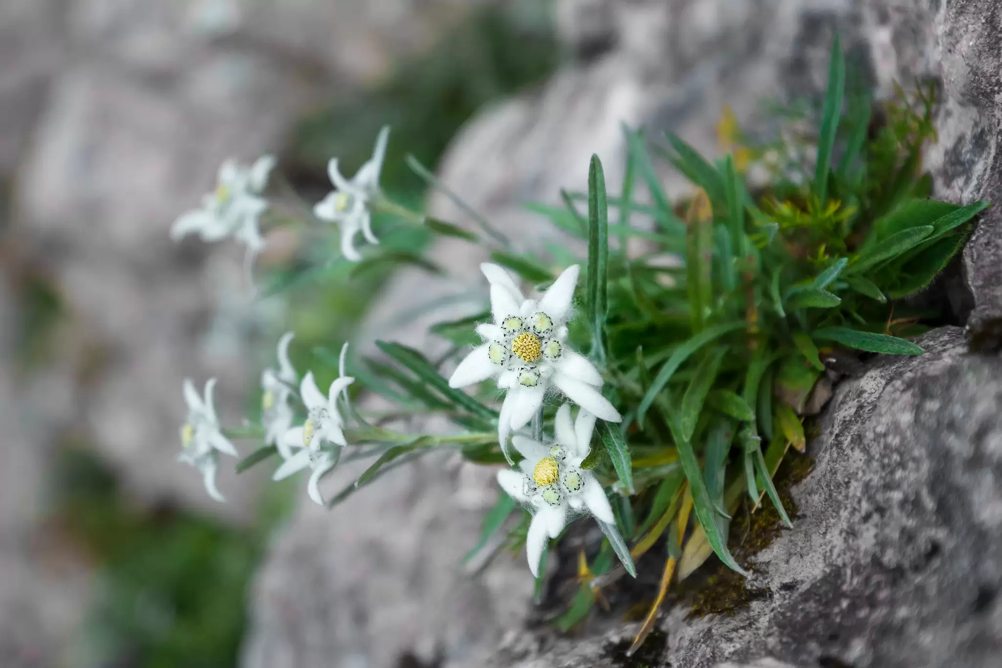 Edelweiss on a rock in Swiss National Park