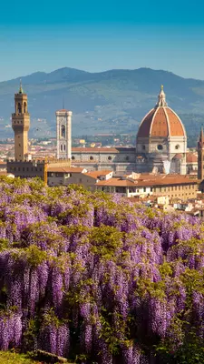 Italy, Tuscany, Florence, the city of Florence with the Duomo and the wisteria flowers in the Bardini garden., License Type: media, Download Time: 2025-07-10T18:09:37.000Z, User: rhylton_redventures, Editorial: false, purchase_order: 65050 - Digital Destinations and Articles, job: Lonely Planet, client: wip, other: Rhianydd Hylton