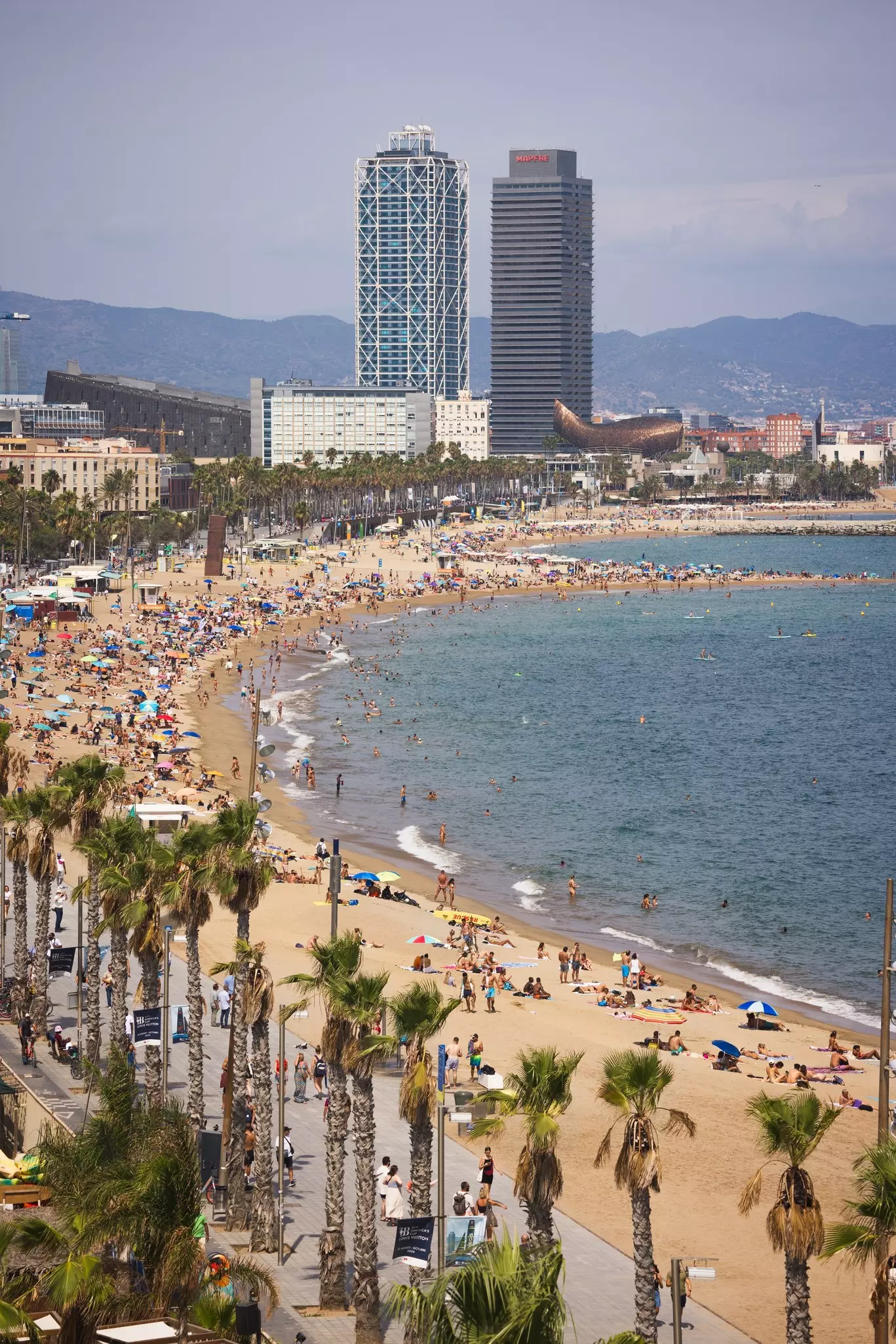 A city beach with a promenade and palm trees aligned with it. Tall buildings are in the background.
