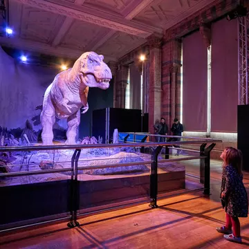 A young girl stares up at a large animatronic T rex baring its teeth in a museum display 