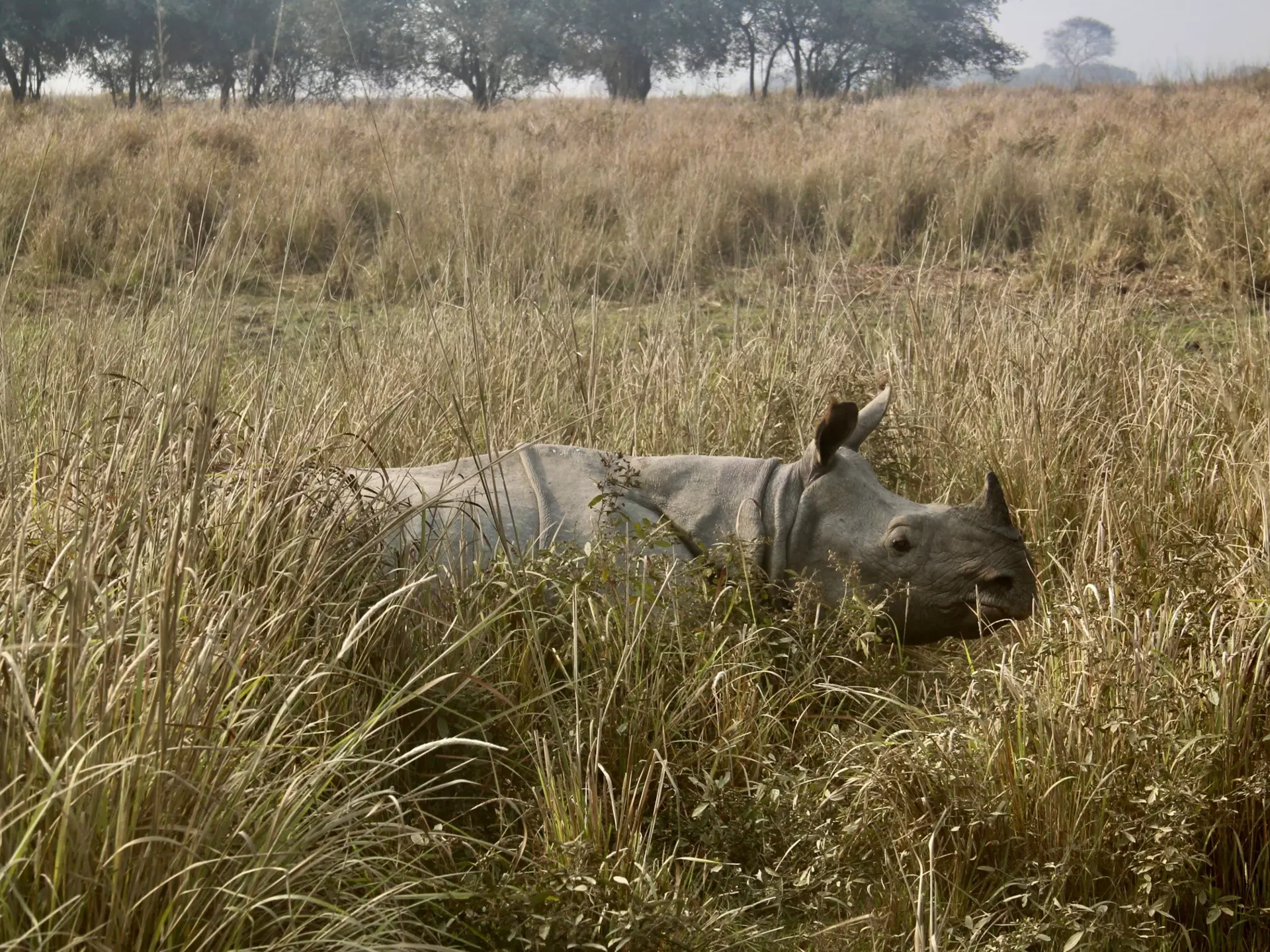 rhino-at-pobitora-assam