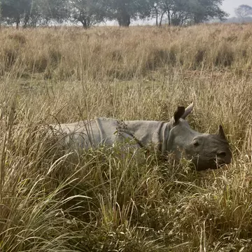rhino-at-pobitora-assam