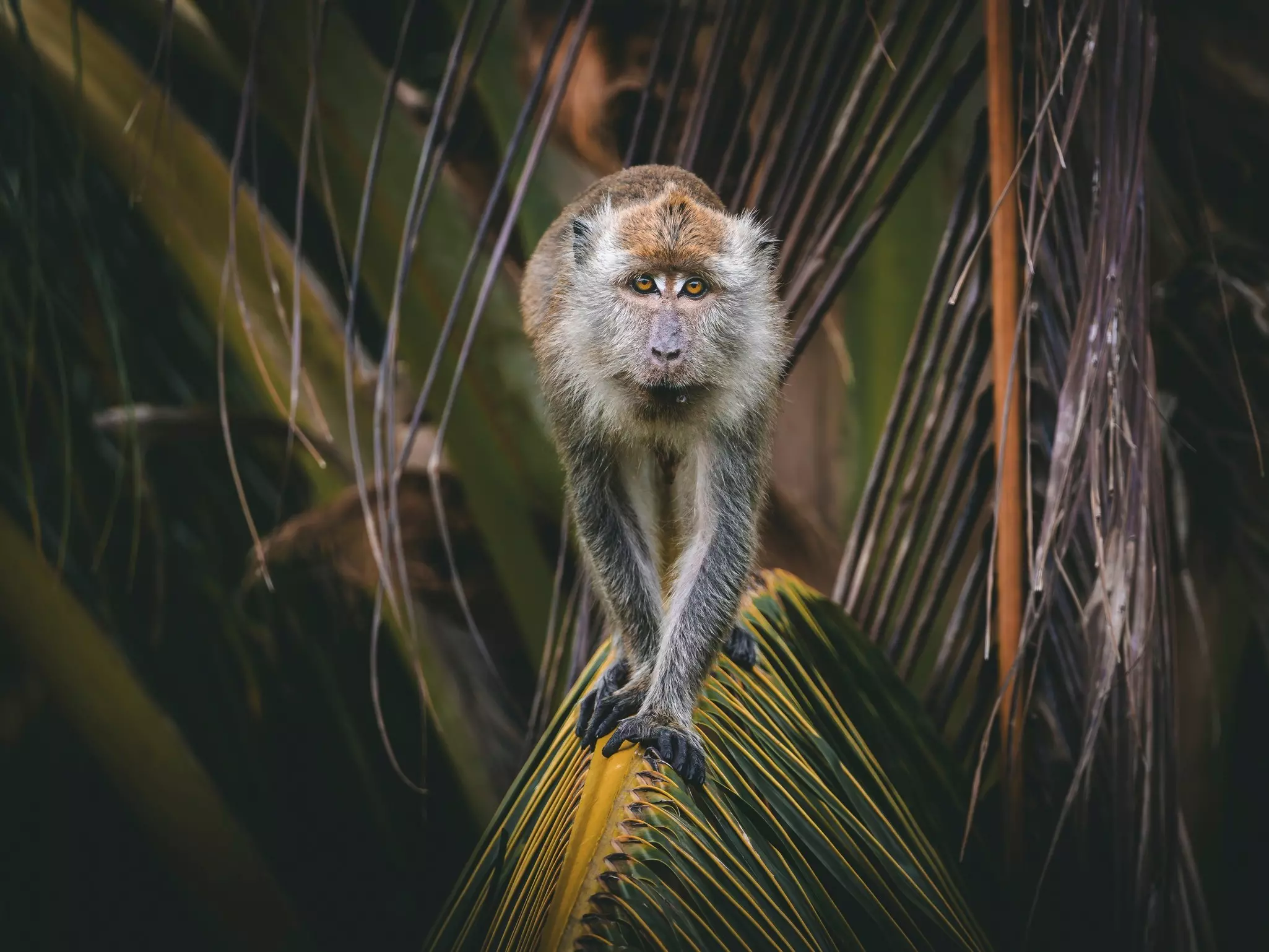 A long-tailed macaque in the rainforest in Borneo.