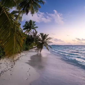 Palm fronds overhang a white sand beach as gentle waves wash ashore under a pink sky on Dhigurah island