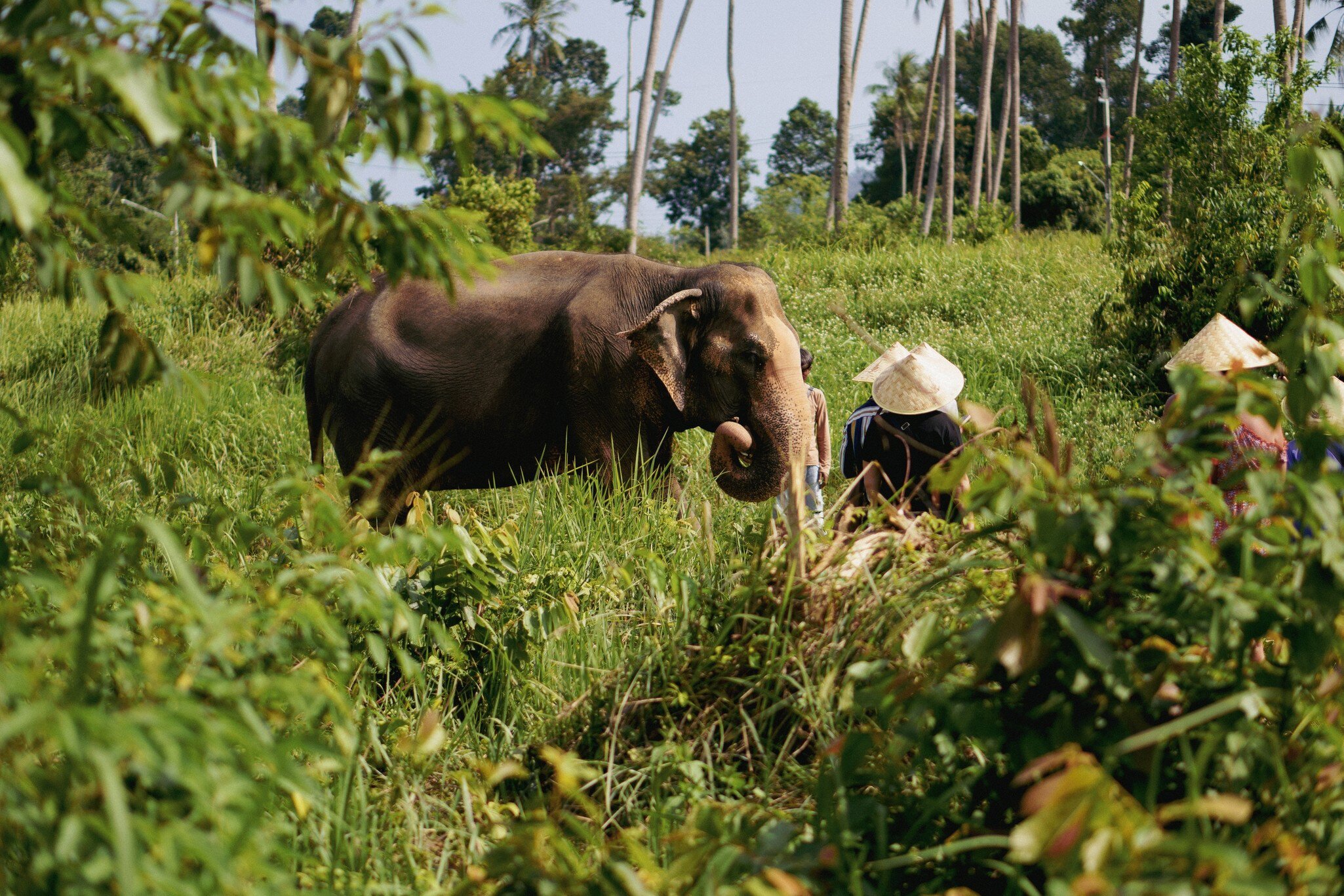 Samui Elephant Home, an elephant conservation facility in Ko Samui, Thailand. Elephant surrounded by lush greenery.