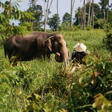 Samui Elephant Home, an elephant conservation facility in Ko Samui, Thailand. Elephant surrounded by lush greenery.