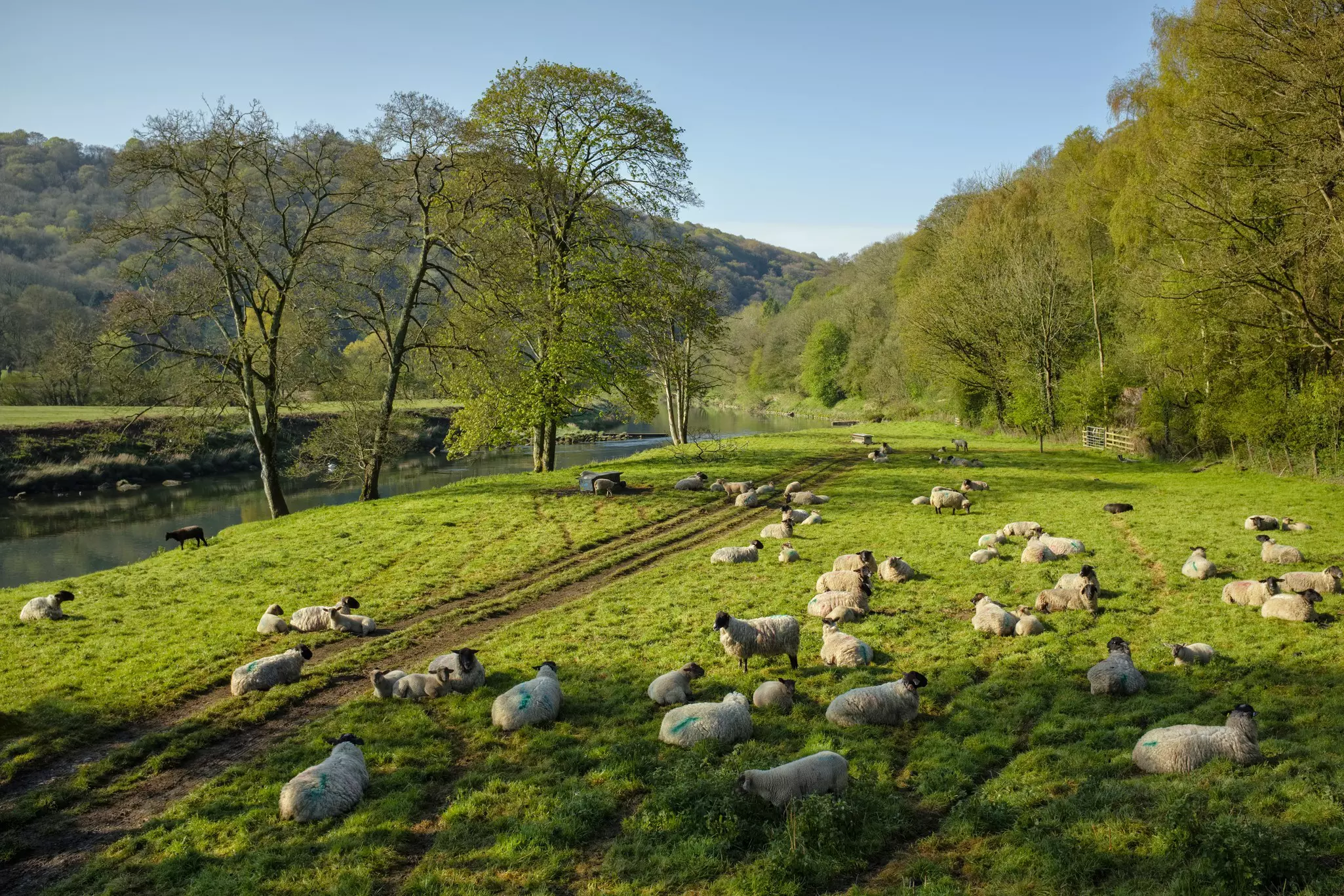 Sheep alongside the river Wye at Bigsweir.