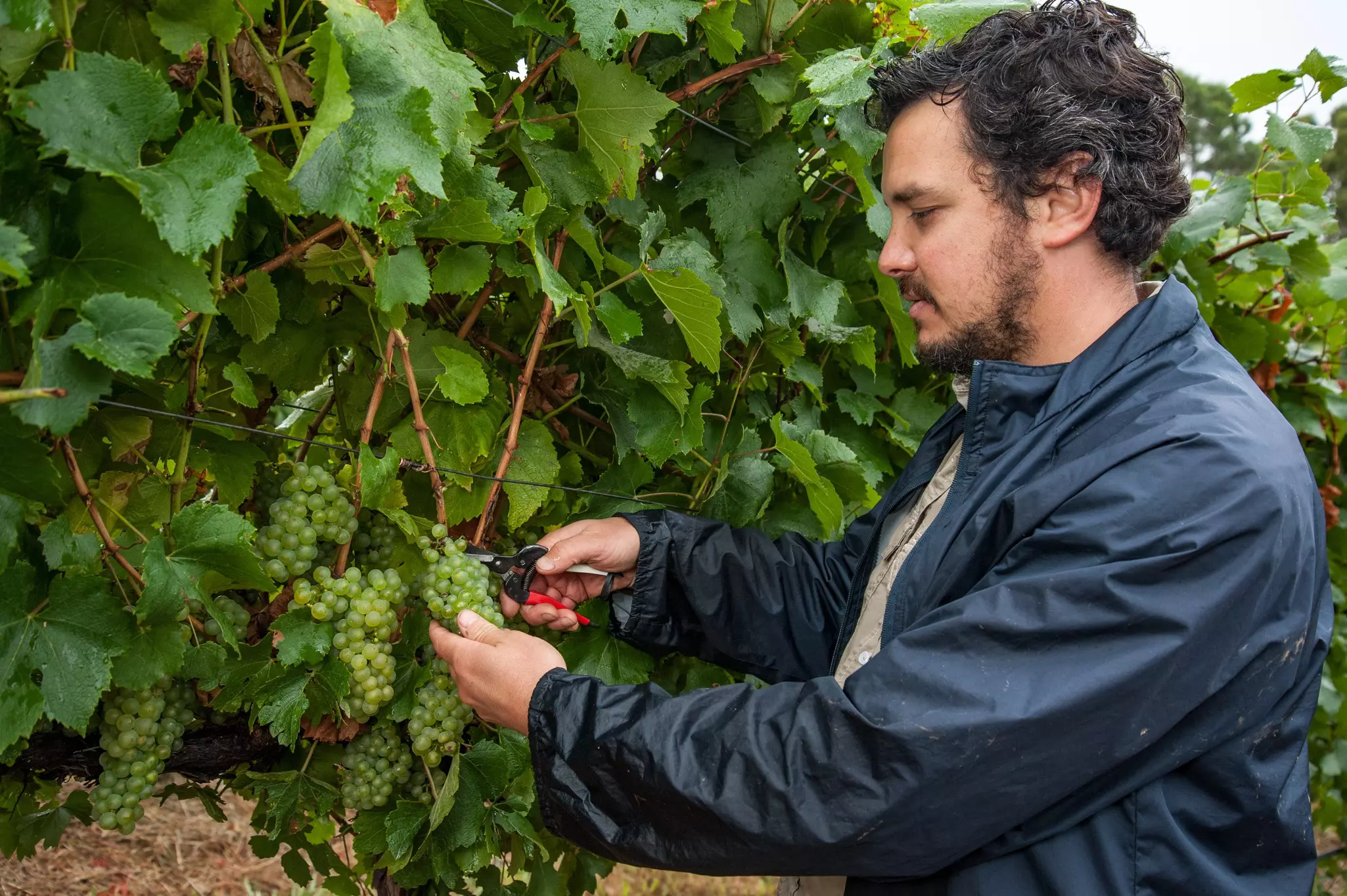 A winemaker and viticulturist picks Chardonnay grapes at the vineyard in Lenswood in the Adelaide Hills of South Australia © Getty Images/iStockphoto