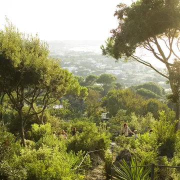 La Mortella gardens.