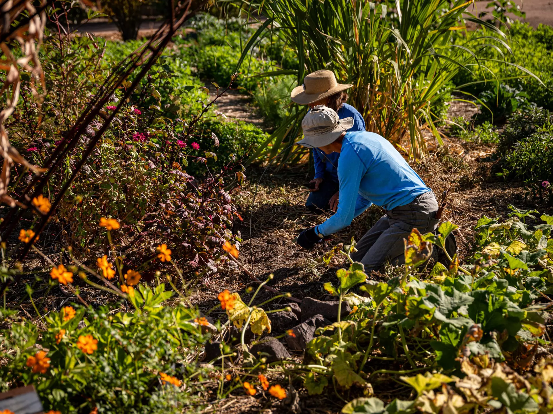 Get to know Tucson, the only UNESCO Creative City of Gastronomy in the US, with a visit to its Mission Garden © Bailey Freeman / Lonely Planet