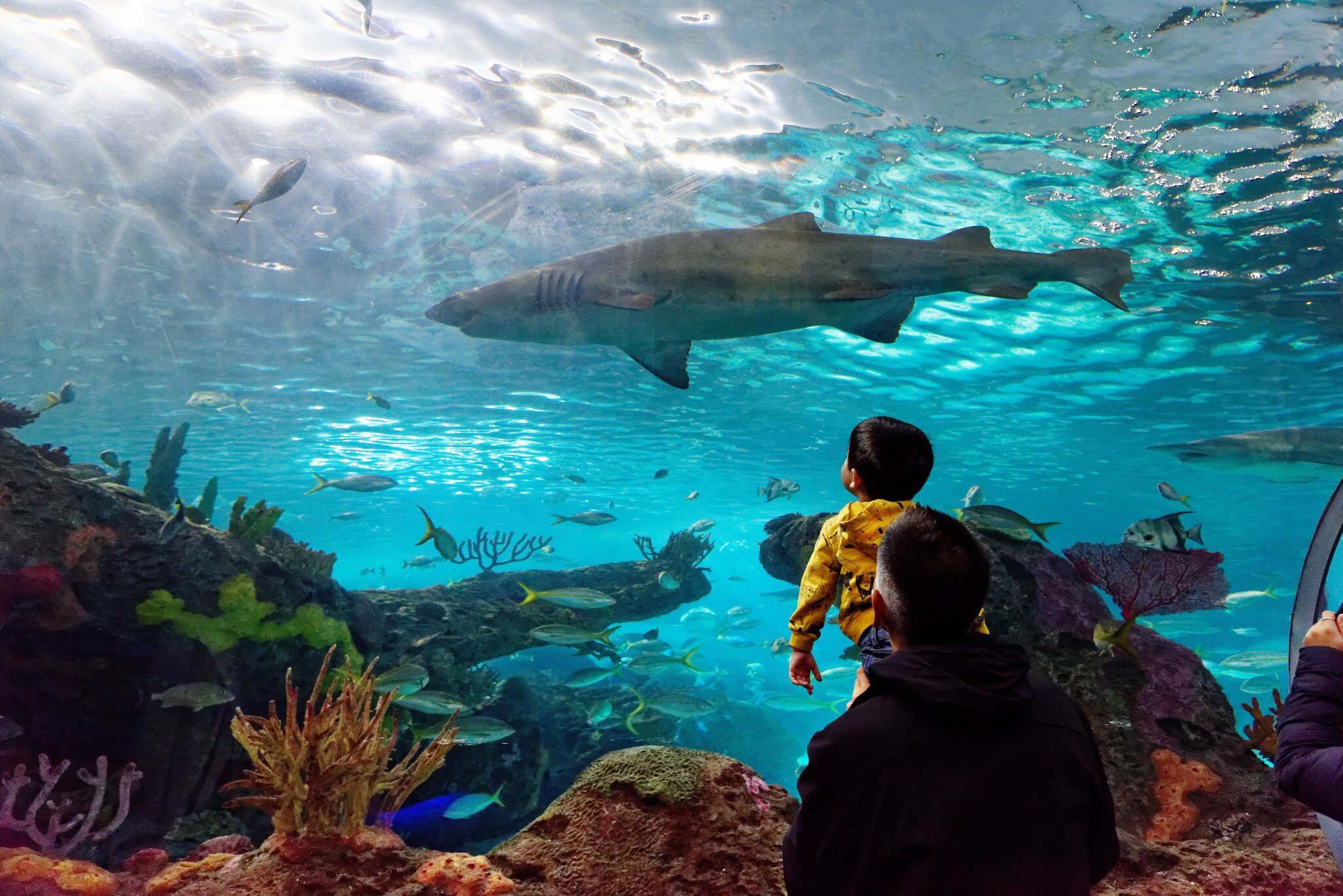 A man holds his son up to see the sand tiger shark inside Ripley's Aquarium of Canada