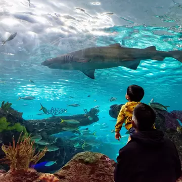 A man holds his son up to see the sand tiger shark inside Ripley's Aquarium of Canada