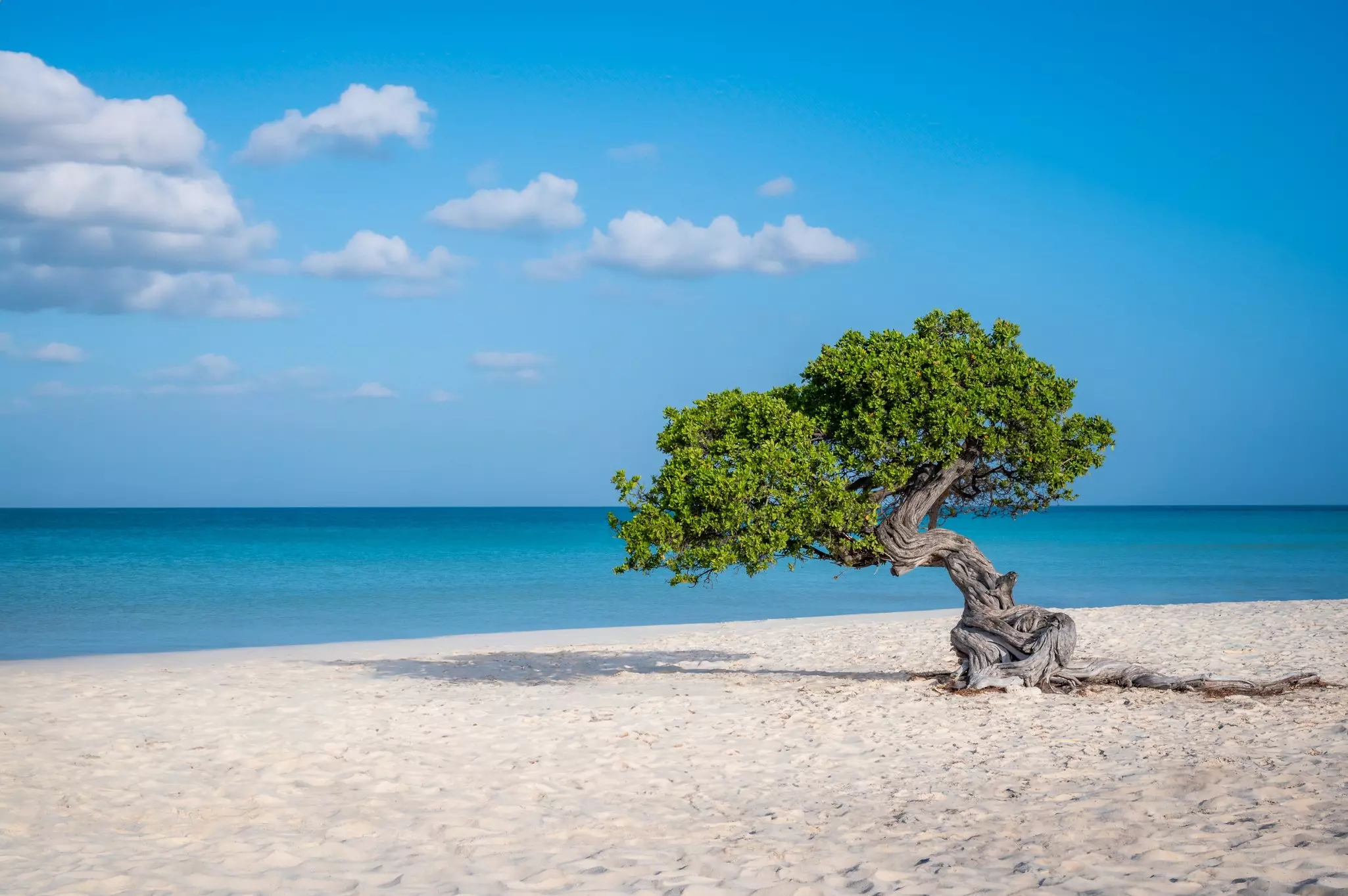 Fofoti tree (Divi Divi or Watapana tree) on Eagle Beach, Aruba