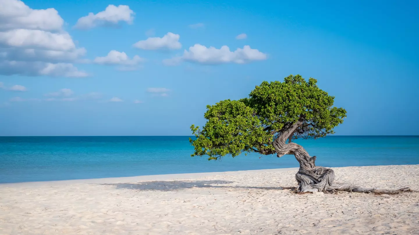 A windswept tree with gnarled roots leaning towards the ocean on an empty sandy beach.