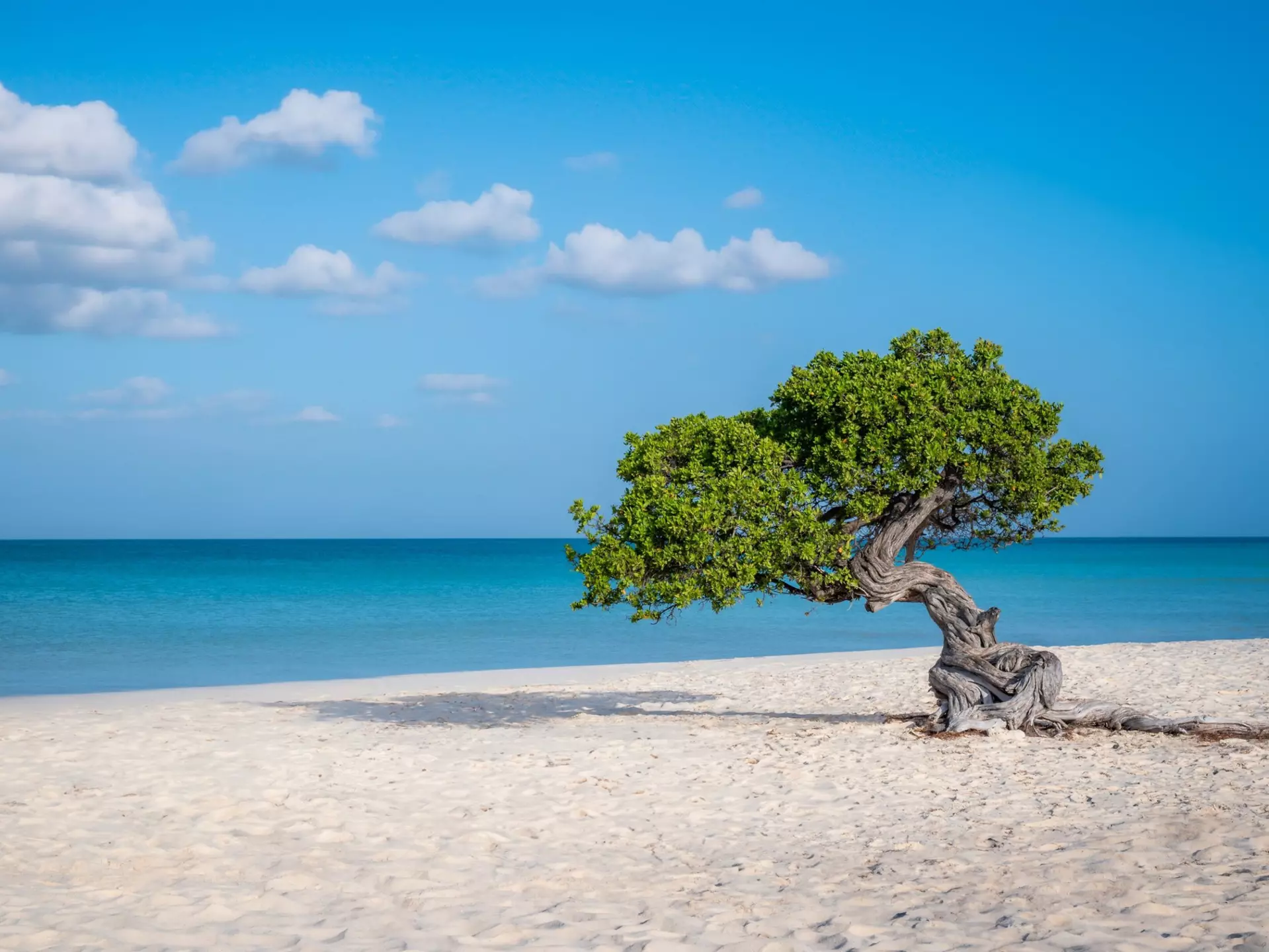 A windswept tree with gnarled roots leaning towards the ocean on an empty sandy beach.