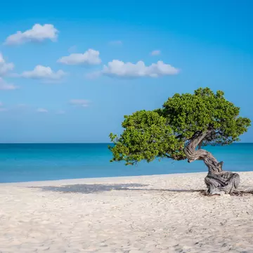 A windswept tree with gnarled roots leaning towards the ocean on an empty sandy beach.