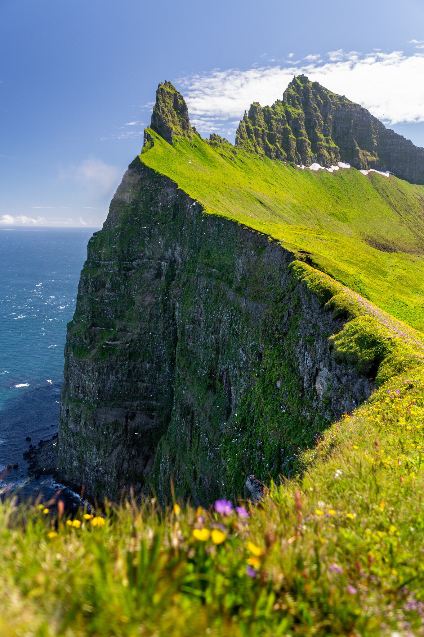 Hornbjarg cliffs in Hornstrandir nature reserve with blossoming flowers, Westfjords, north-east Iceland  License Type: media  Download Time: 2021-11-08T12:05:46.000Z  User: aniabartoszek  Is Editorial: No  purchase_order:   