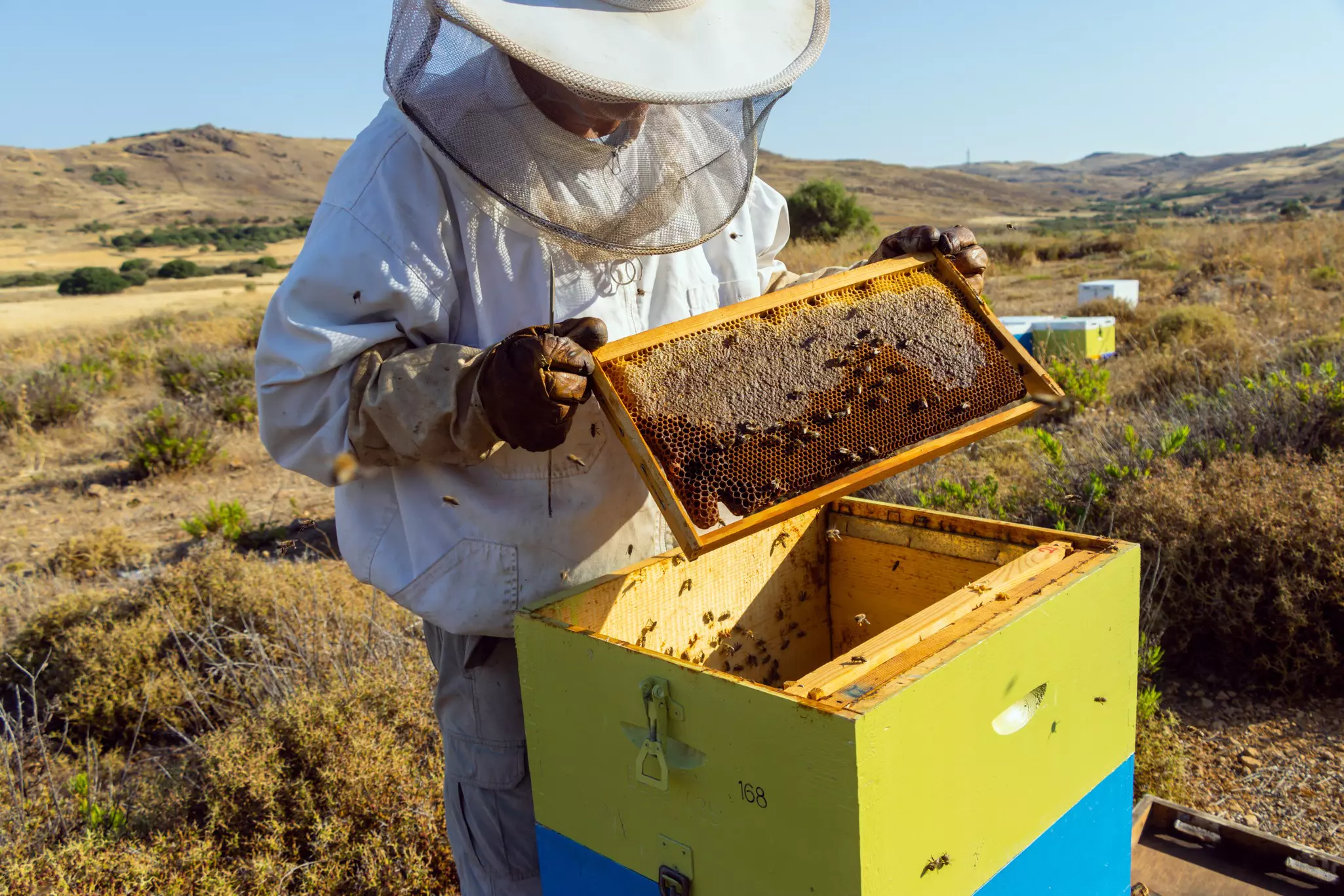 Beekeeping is one of the leading agricultural activities on these islands, where fragrant wild herbs like thyme and erica, along with pine and chestnut forests, contribute to honey production  ©  youngvet / Getty Images