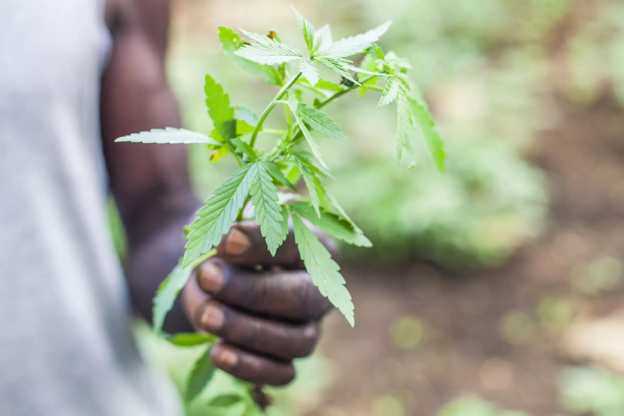 Man holding fresh plant from marijuana field