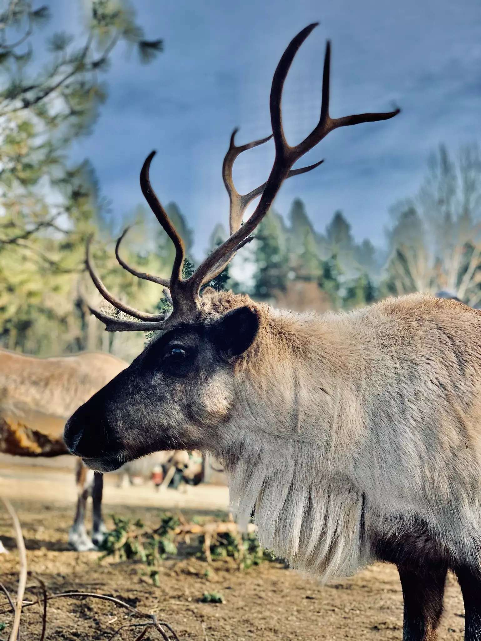 Juvenile reindeer eating at a reindeer farm in Leavenworth, WA