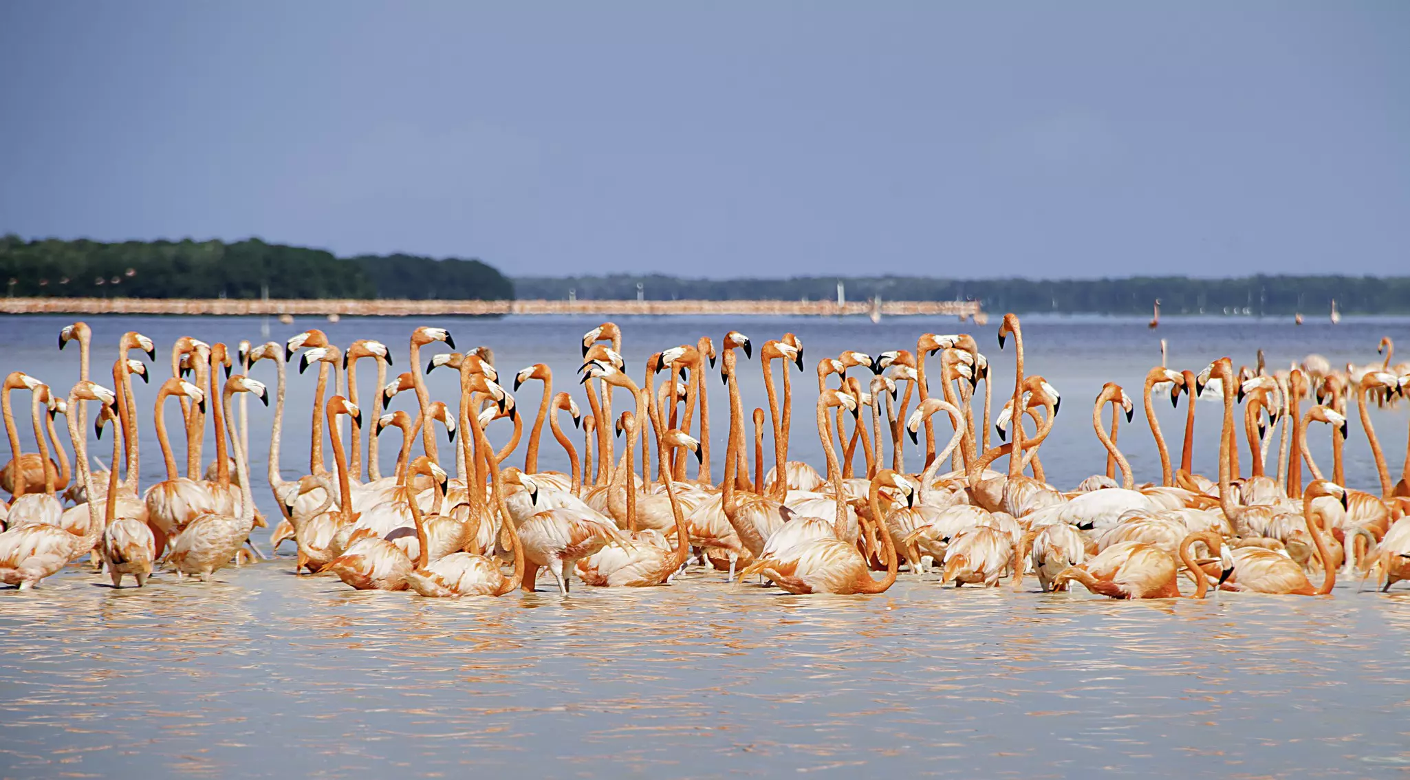 A large colony of flamingos wades in the water of a lagoon. The pink of their feathers is reflected in the water.