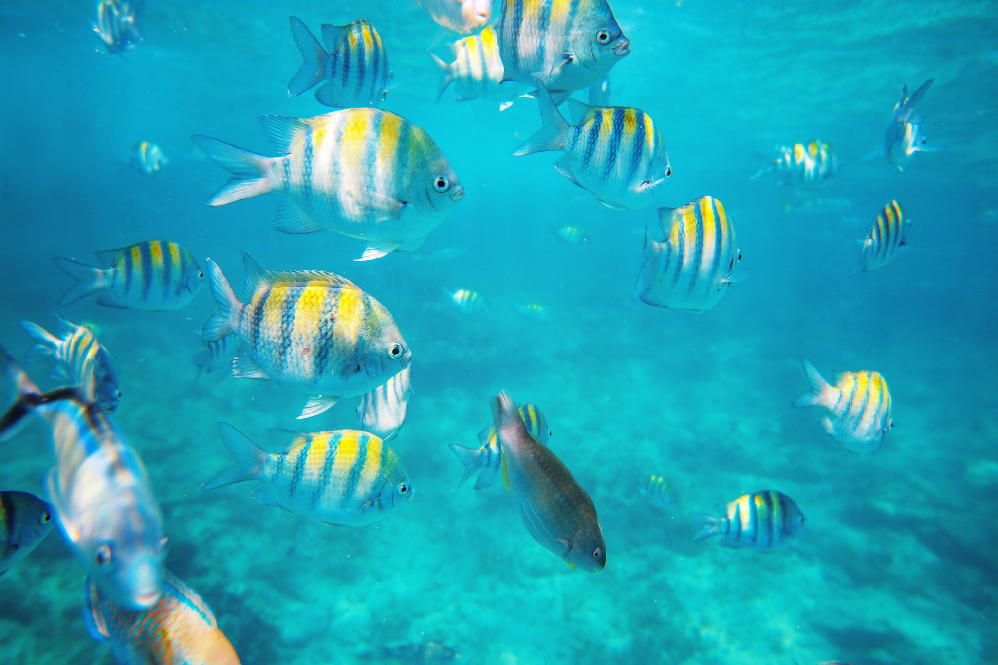 Tropical fish on a coral reef