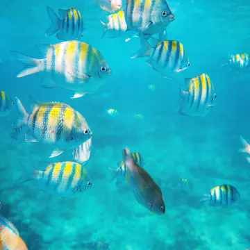 Tropical fish on a coral reef