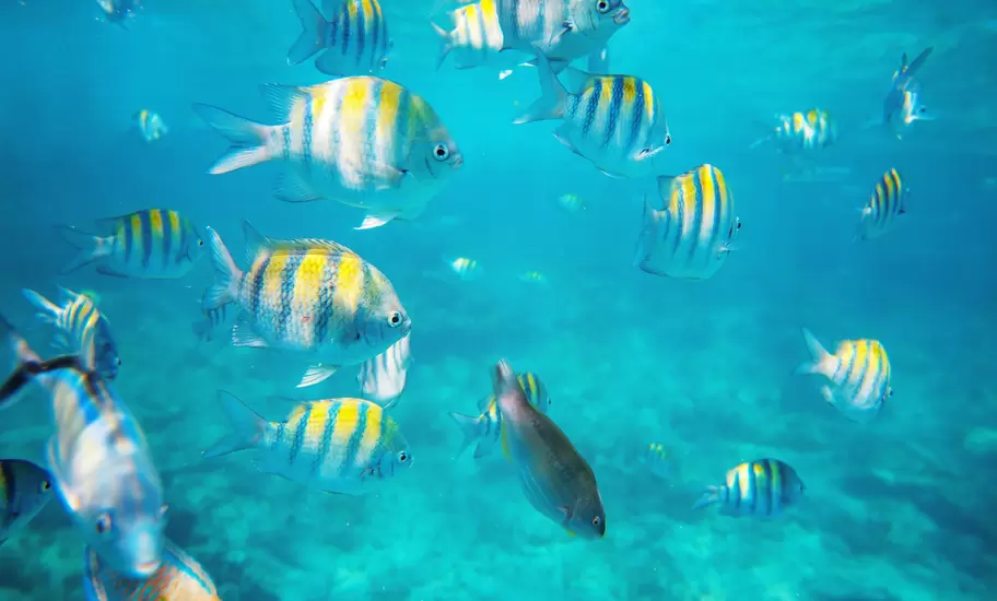 Shoal of yellow-and-black striped sergeant major fish in clear turquoise water over a sandy reef off the Caribbean coast