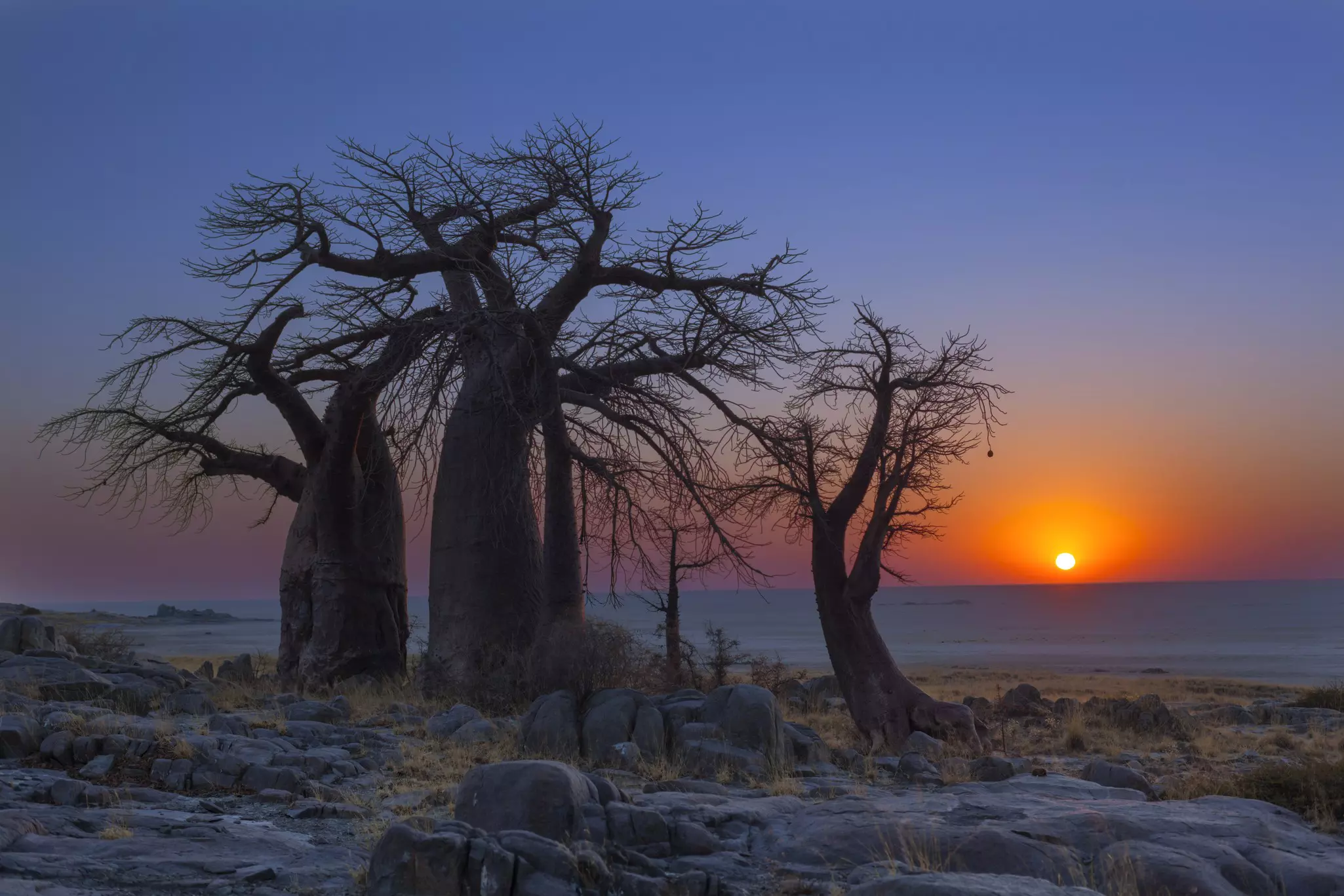 The sun rises over a desert, silhouetting three baobab trees in the foreground. The sky shows rich purple and orange hues.