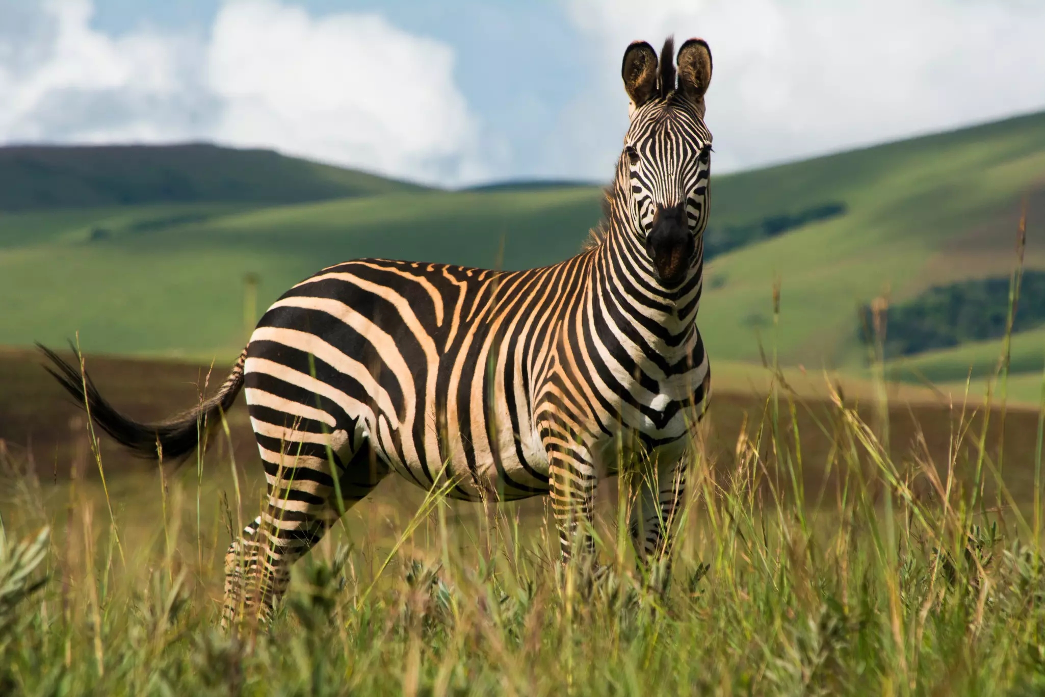 Nyika National Park is especially photogenic (if rainy) during Malawi’s off-peak green season © Kristof Bellens / Getty Images
