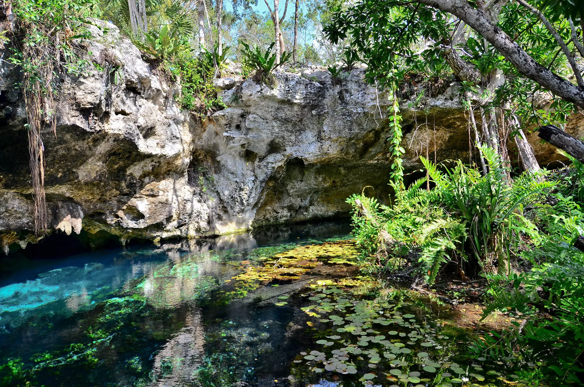 Blue water and green plant life around Gran Cenote, Tulum