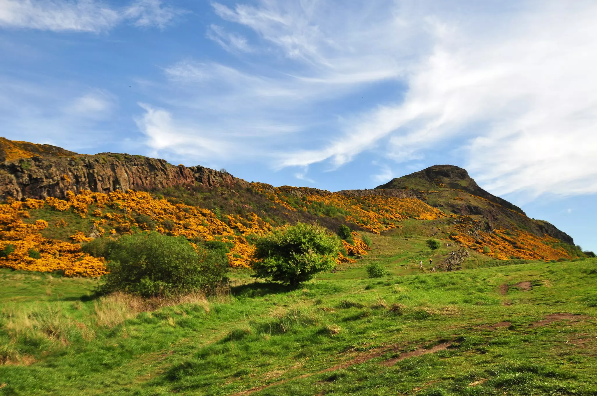 Yellow gorse under a blue sky on the flanks of Arthur's Seat in Holyrood Park, Edinburgh, Scotland.