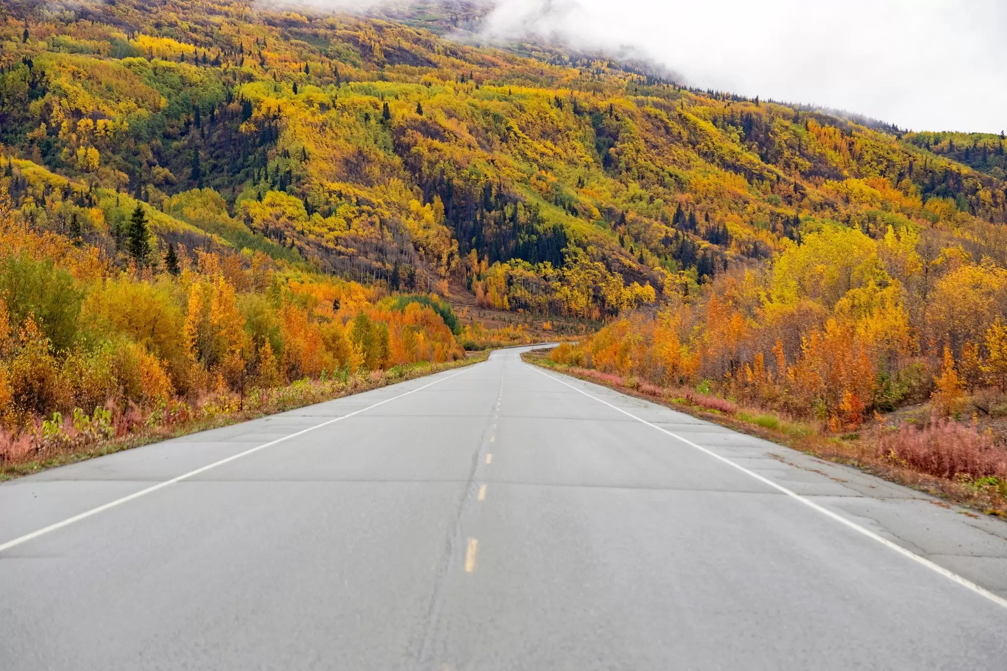 An empty two-lane blacktop road that cuts through an area with plants in fall colors.