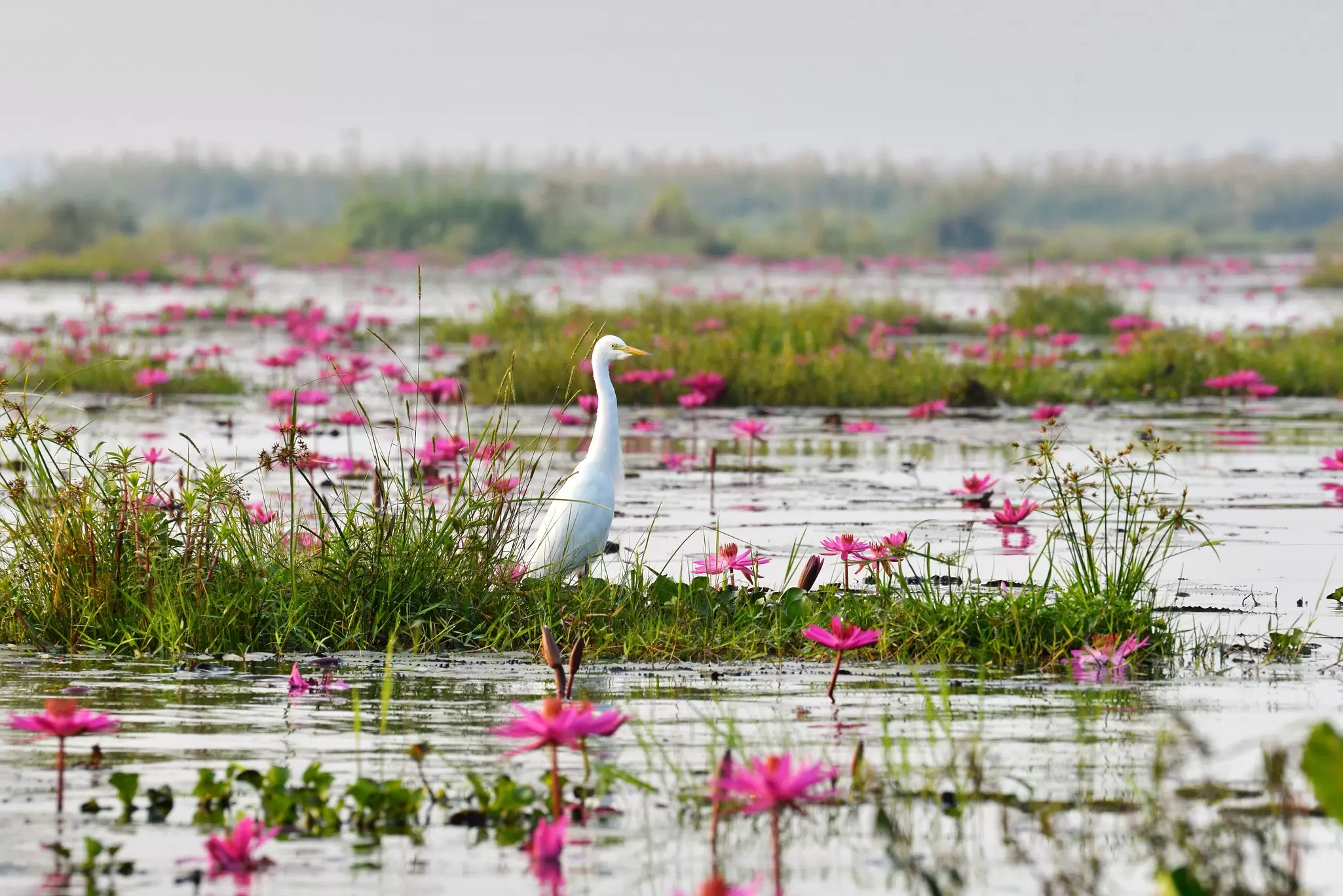Migratory birds at the Nalabana Island sanctuary on Chilika Lake, India