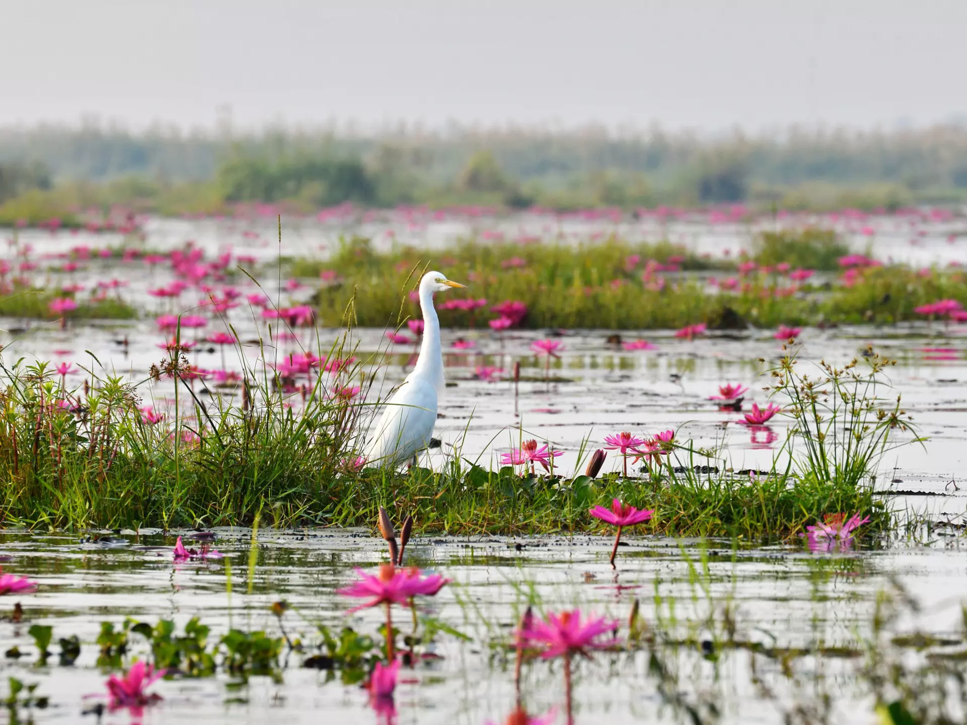 white egret and pink lotus in the lake  License Type: media  Download Time: 2024-06-24T04:07:04.000Z  User: Norma.PrauseBrewer_LonelyPlanet  Is Editorial: No  purchase_order: 56530