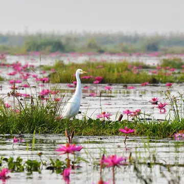 white egret and pink lotus in the lake  License Type: media  Download Time: 2024-06-24T04:07:04.000Z  User: Norma.PrauseBrewer_LonelyPlanet  Is Editorial: No  purchase_order: 56530