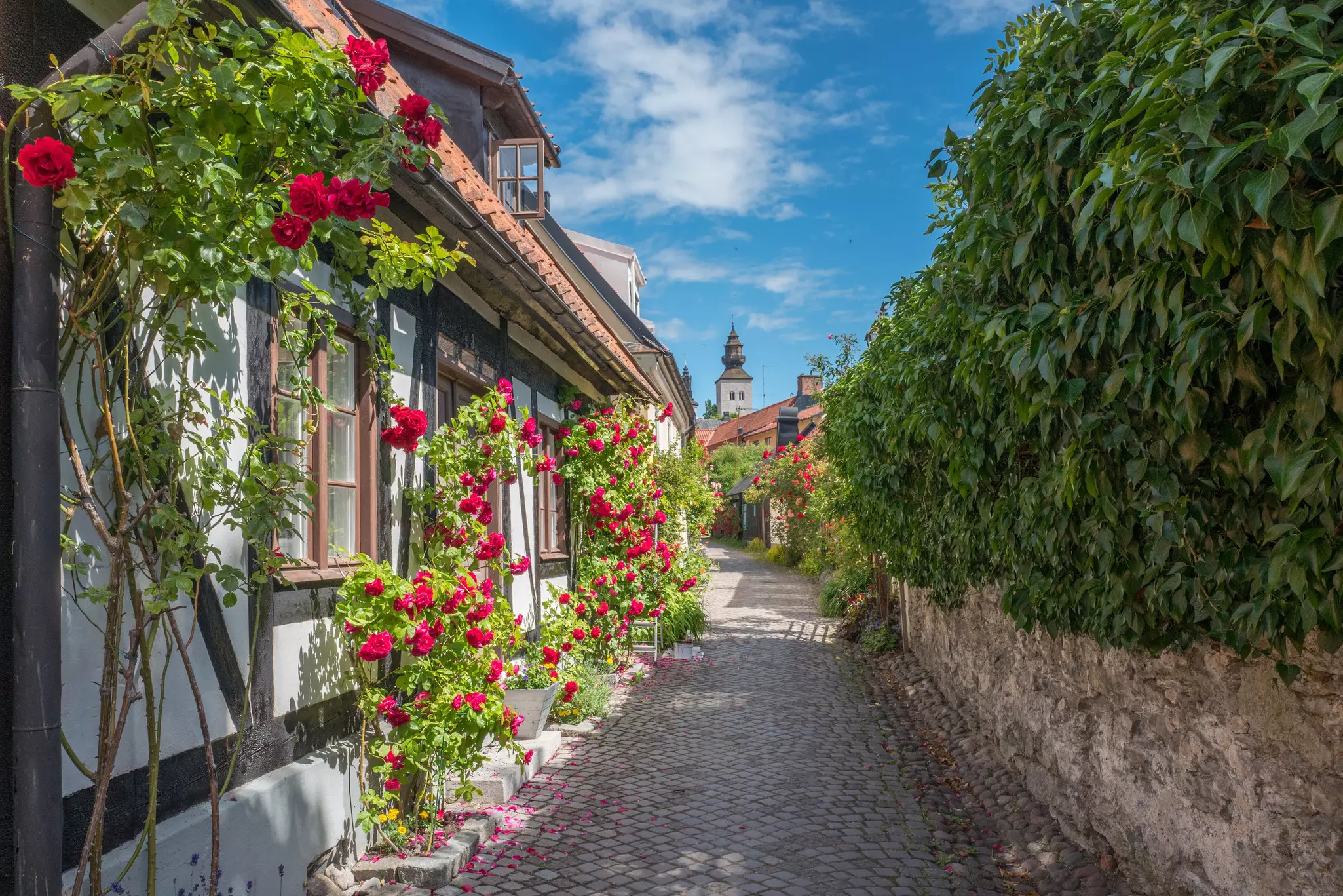 A cobbled alleyway with houses lined in roses in bloom. A church tower stands in the distance.