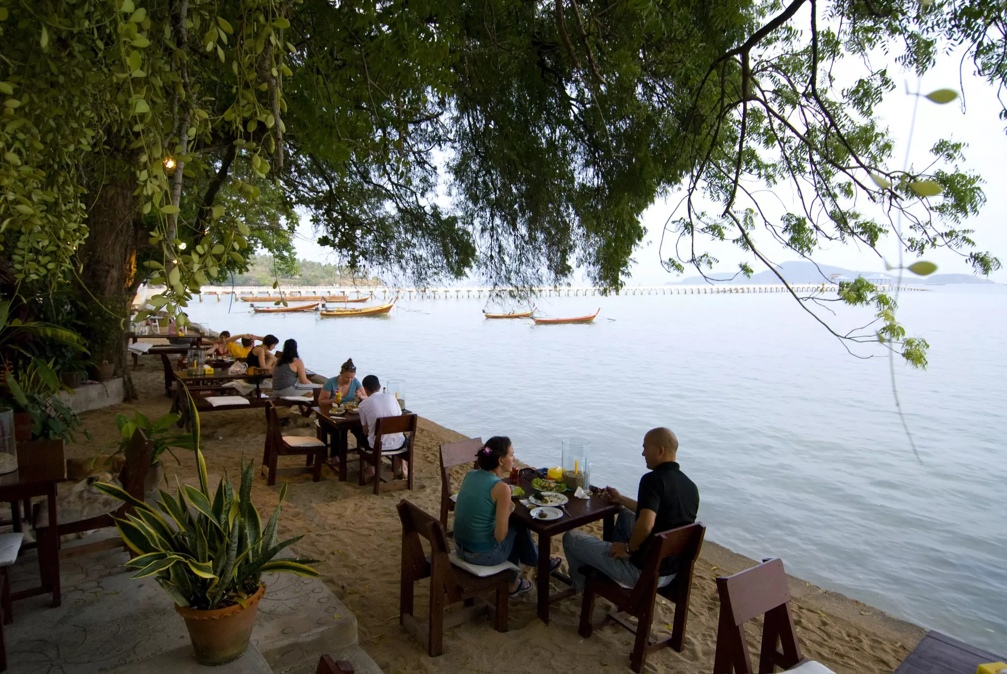 A tree with shoes hanging out of it