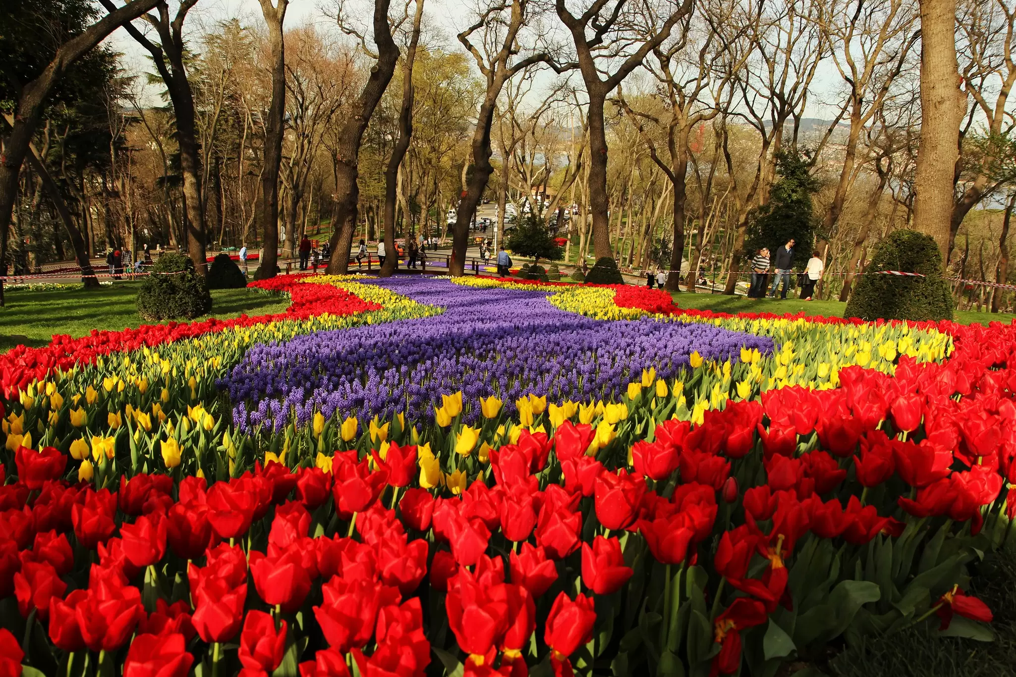 Tulips in bloom at Emirgan Park in Istanbul, Turkey