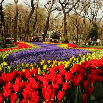 Istanbul,Turkey- April 2, 2013: Emirgan Park in Istanbul during the city's annual tulip festival.
539307315
Beautiful, Ornamental Garden, Brightly Lit, Vibrant Color, Non-Urban Scene, No People, Environmental Conservation, Large Group of Objects, Group of Objects, Visit, Beauty In Nature, Single Object, Inspiration, Landscaped, Vegetable Garden, Grass, Color Image, Tulip, Gardening, Flower Bed, Beauty, Contrasts, Freshness, Variation, Imagination, Growth, Multi Colored, Yellow, Red, Green Color, Colors, Dutch Culture, Below, Nature, Rural Scene, Outdoors, Horizontal, Close-up, High Contrast, Low Angle View, Istanbul, Turkey - Middle East, Netherlands, Flower Head, Tree, Plant, Day, Summer, Springtime, Season, Formal Garden, Park - Man Made Space, Traditional Festival, Emirgan