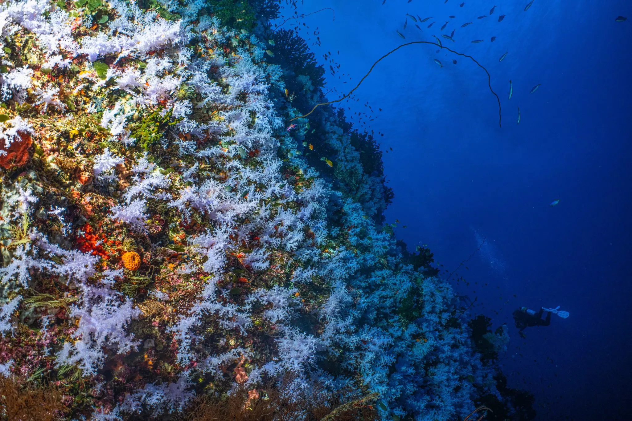 Fiji-Diving_great-white-wall.jpg